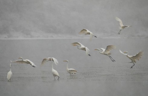 Great egret