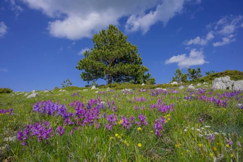 Pine and flower meadow