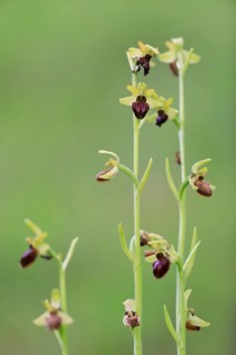 Early spider orchid