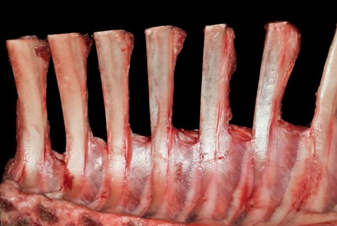 Raw saddle of lamb
