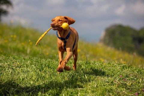 Vizsla puppy