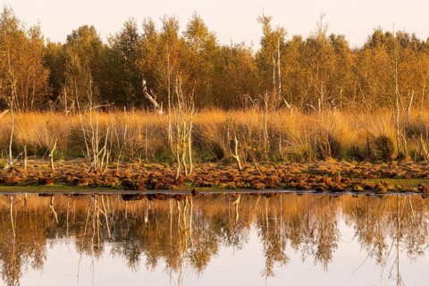 Renaturalised high moor in Hahnenmoor