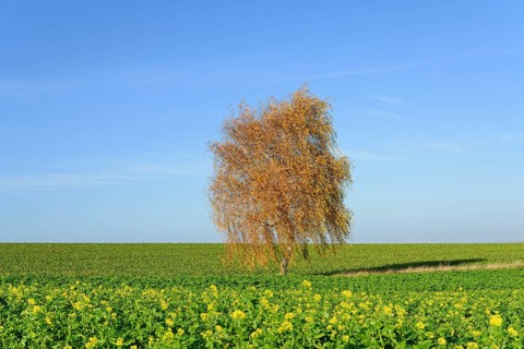 Birch
