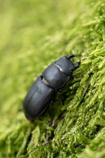 Lesser stag beetle