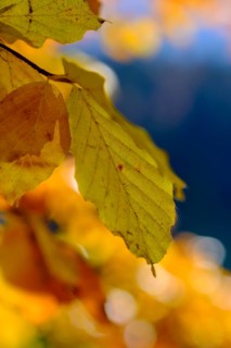 Colourful autumn leaves at Alatsee near Fuessen
