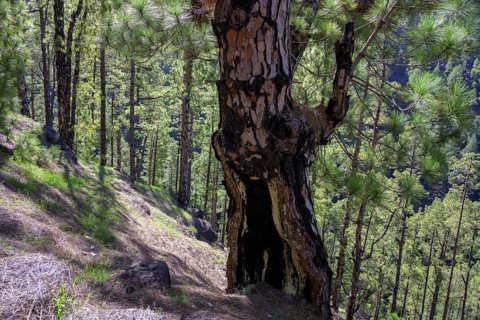 Charred trunk of a Canary Island canary island pine