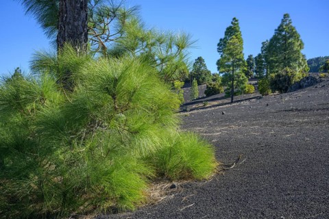 Canary island pine