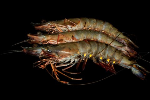 Three raw giant tiger prawns