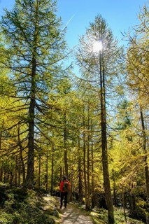Larch forest