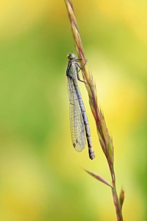 Azure damselfly