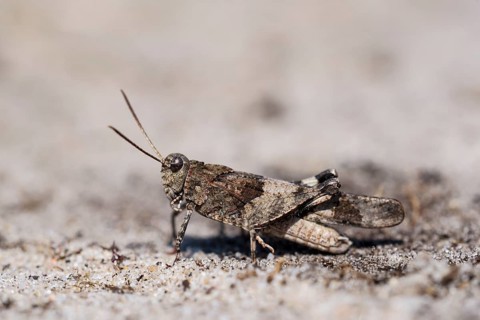 Blue-winged grasshopper