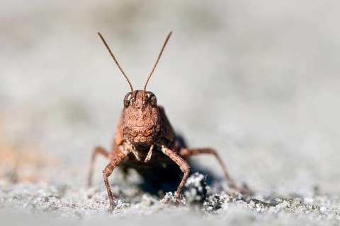 Blue-winged grasshopper