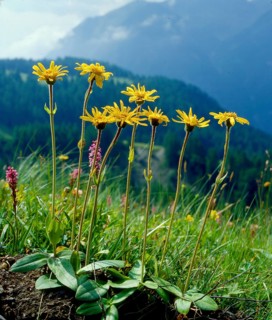 Mountain arnica