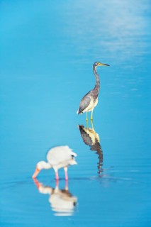American white ibis