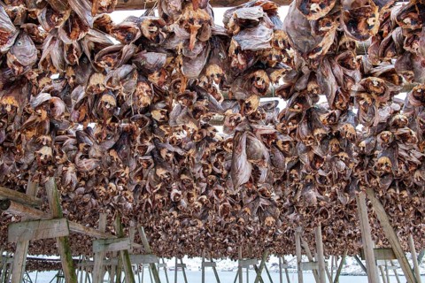 Fish heads air-dry
