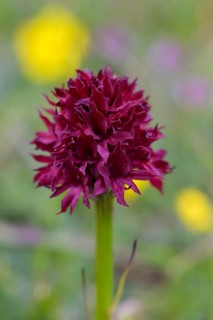 Austrian cabbage rose