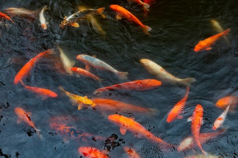 Cyprinid