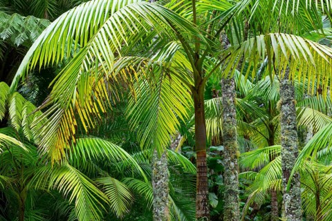 Tree ferns