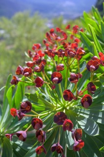 Endemic tabaiba roja