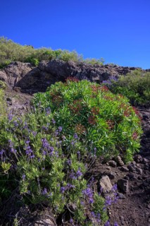Endemic tabaiba roja