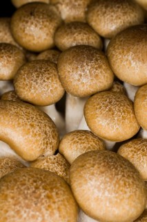 Edible beech mushrooms