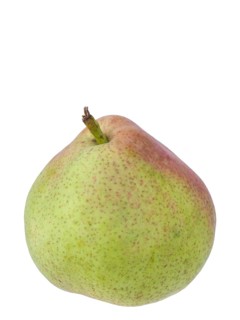 Pear variety Sterkmanns Butter Pear