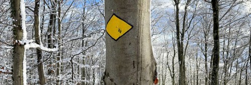 Hiking trail Panorama in the snowy forest