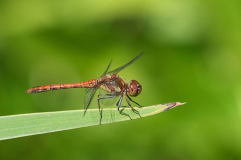 Vagrant darter