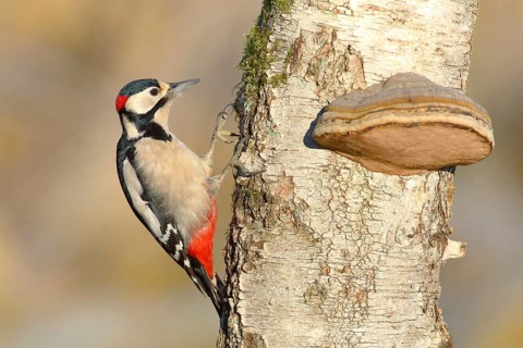 Great spotted woodpecker