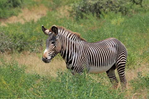 Grevy's zebra