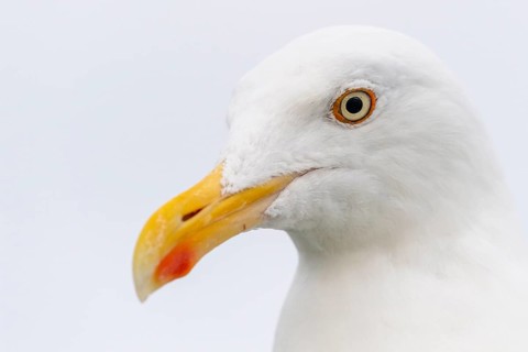 European herring gull