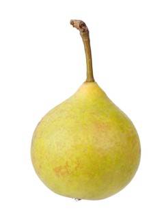 Pear variety Sugar pear