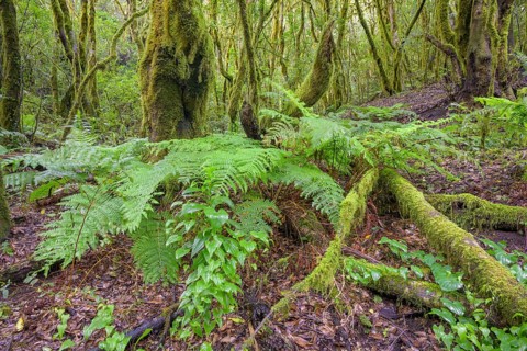 Fern and laurel forest at El Cedro