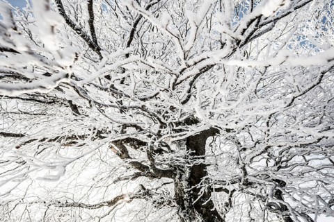 Snow-covered beech trees