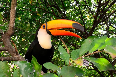 Toco toucan