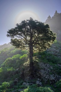 Canary island pine
