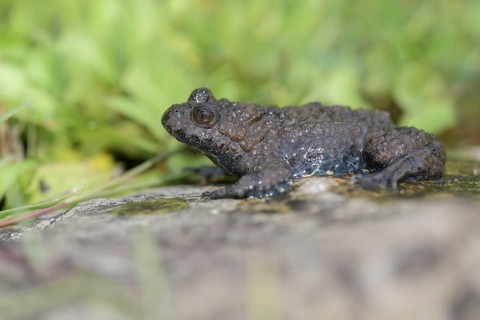 Yellow-bellied toad