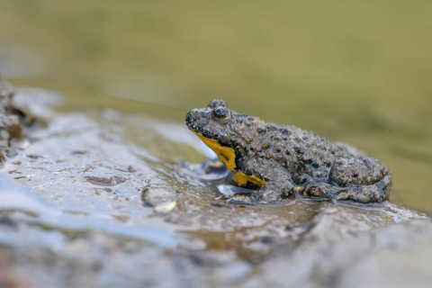 Yellow-bellied toad