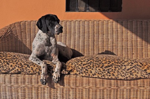 English pointer lying on sofa