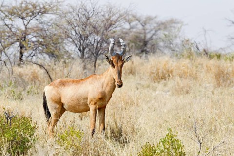 Red Hartebeest