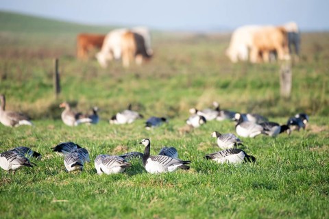 Barnacle goose