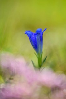 Marsh gentian