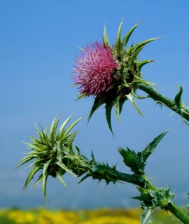 Silver Thistle