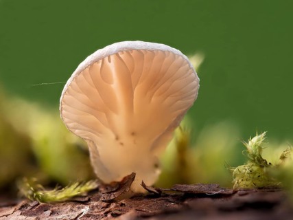 Common stump-foot