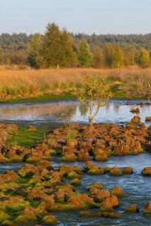 Renaturalised high moor in Hahnenmoor