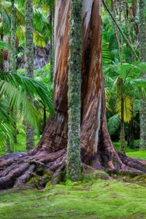 Blue Eucalyptus