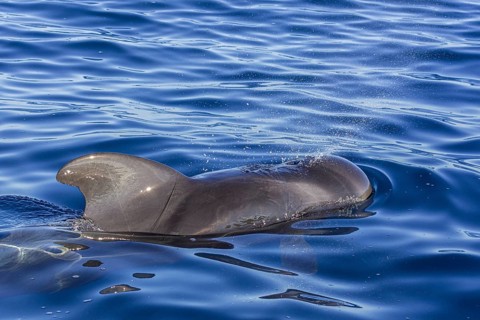 Long-finned pilot whale