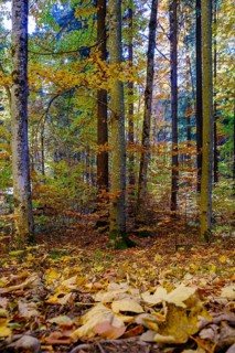 Beech forest in autumn