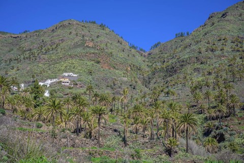 Canary island date palm