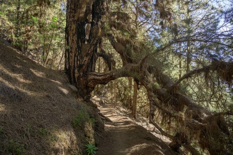 Canary island pine